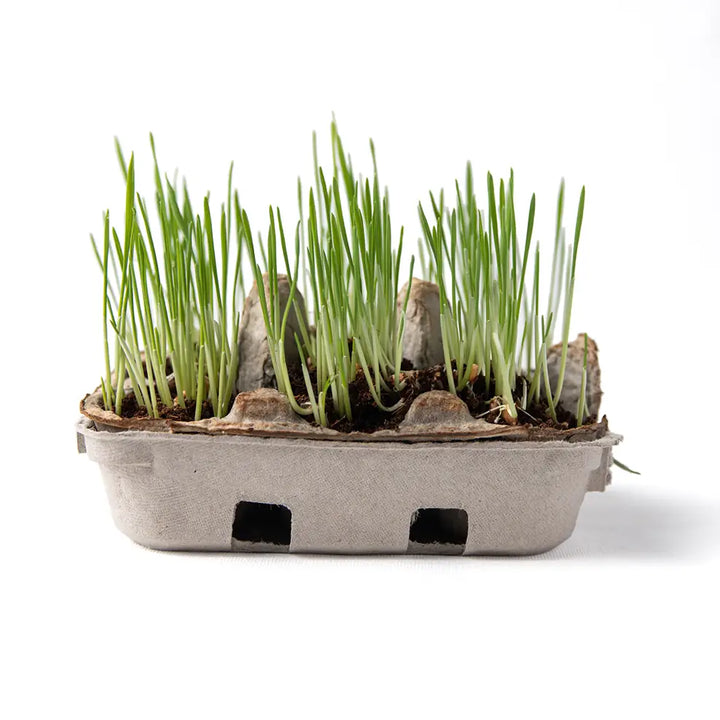 NEW Eco Friendly Egg Coloring & Seed Growing Kit